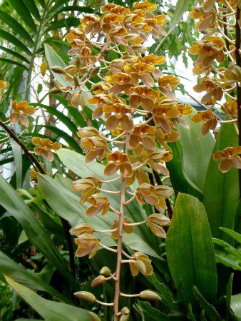 �^�C�K�[�I�[�L�b�h(Tiger Orchid)