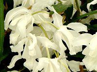 �Z���W�l�E�N���X�^�[�^�E�z�����E�J'�s���A�z���C�g'�iCoelogyne cristata ar. hololeuca 'Pure White'�j