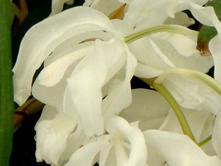 �Z���W�l�E�N���X�^�[�^�E�z�����E�J'�s���A�z���C�g'�iCoelogyne cristata ar. hololeuca 'Pure White'�j