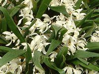 �Z���W�l�E�C���^�[���f�B�A(Coelogyne intermedia)