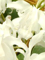 �Z���W�l�N���X�^�[�^�z�����E�J�E'�s���A�z���C�g