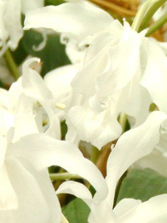 �Z���W�l�N���X�^�[�^�z�����E�J�E'�s���A�z���C�g