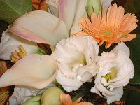�g���R�M�L���E(�y���Ëj�[)