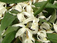 �Z���W�l�E�C���^�[���f�B�A�iCoelogyne intermedia�j