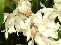 �Z���W�l�E�C���^�[���f�B�A(Coelogyne intermedia)