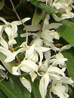 �Z���W�l�E�C���^�[���f�B�A(Coelogyne intermedia)