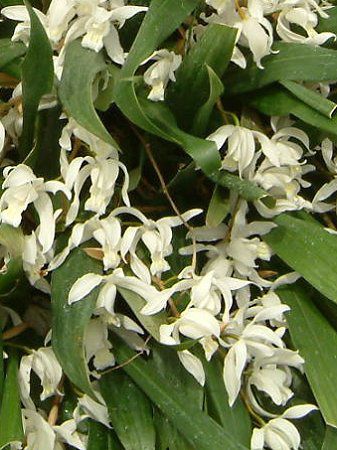 �Z���W�l�E�C���^�[���f�B�A(Coelogyne intermedia)