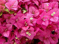 �u�[�Q���r���A(Bougainvillea)