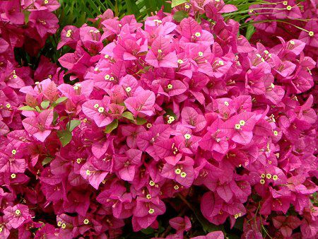 �u�[�Q���r���A(Bougainvillea)