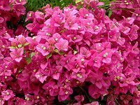 �u�[�Q���r���A(Bougainvillea)