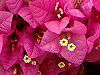 �u�[�Q���r���A(Bougainvillea)
