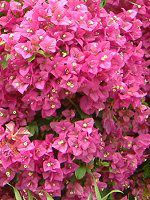 �u�[�Q���r���A(Bougainvillea)