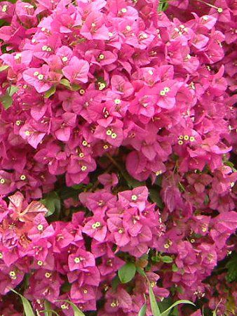 �u�[�Q���r���A(Bougainvillea)