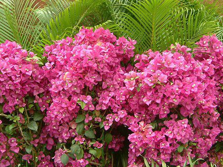 �u�[�Q���r���A(Bougainvillea)