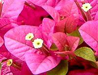 �u�[�Q���r���A(Bougainvillea)