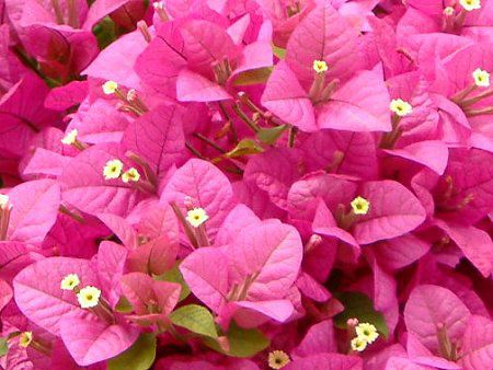 �u�[�Q���r���A(Bougainvillea)