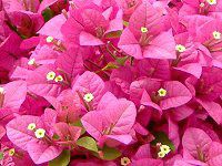 �u�[�Q���r���A(Bougainvillea)