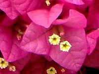 �u�[�Q���r���A(Bougainvillea)