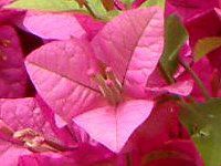 �u�[�Q���r���A(Bougainvillea)