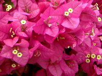 �u�[�Q���r���A(Bougainvillea)