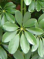 �V�F�t����(Schefflera) 