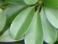 �V�F�t����(Schefflera)�̗t
