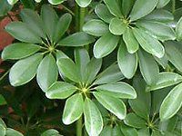 �V�F�t����(Schefflera)