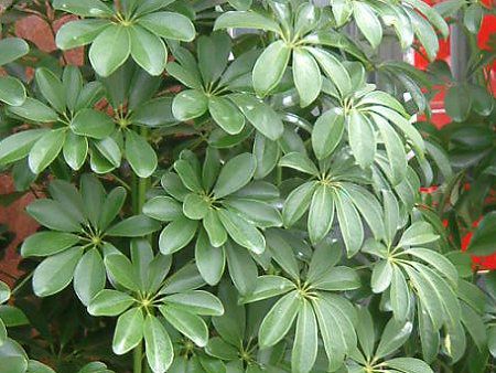 �V�F�t����(Schefflera)
