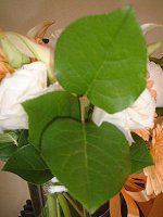 ���������[�t(Lemon leaf)