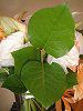 ���������[�t(Lemon leaf)