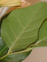 ���������[�t�iLemon leaf�j