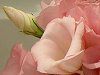 ���[�X�g�}(Eustoma)