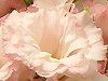 ���[�X�g�}(Eustoma)