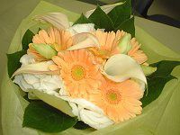 �K�[�x��(Gerbera)