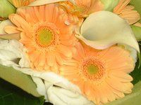 �K�[�x��(Gerbera)