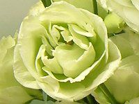 ���[�X�g�}(Eustoma)