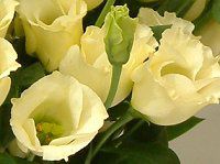 ���[�X�g�}(Eustoma)