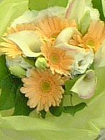 �K�[�x��(Gerbera)