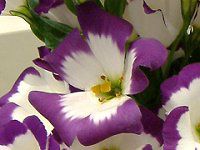 ���[�X�g�}(Eustoma)