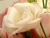 ���[�X�g�}(Eustoma)