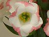 ���[�X�g�}(Eustoma)
