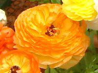 ���i���L�����X(Ranunculus)
