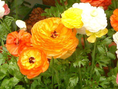 ���i���L�����X(Ranunculus)