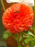 ���i���L�����X(Ranunculus)
