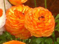 ���i���L�����X(Ranunculus)