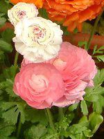 ���i���L�����X(Ranunculus)
