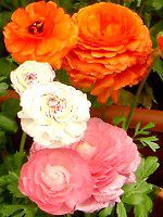 ���i���L�����X(Ranunculus)