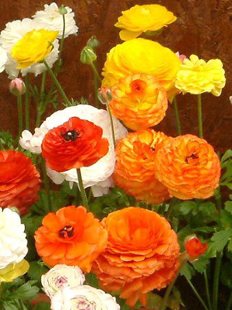 ���i���L�����X(Ranunculus)