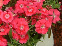 �_�C�A���T�X(Dianthus)