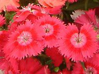 �_�C�A���T�X(Dianthus)